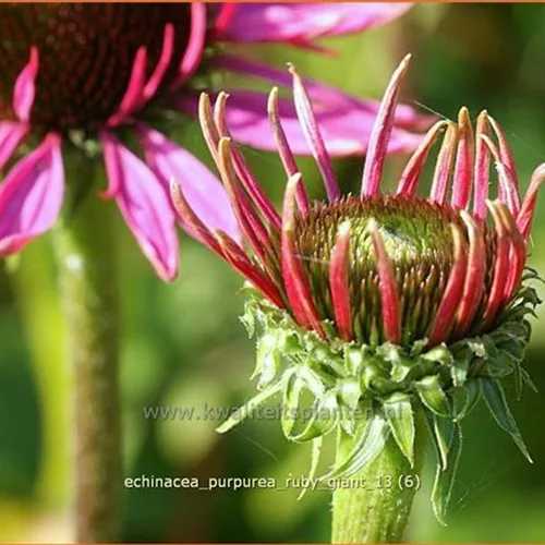 Echinacea purpurea 'Ruby Giant'