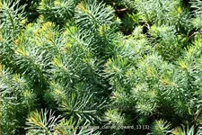 Euphorbia cyparissias 'Clarice Howard'