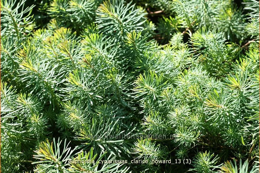 Euphorbia cyparissias 'Clarice Howard'