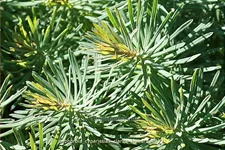 Euphorbia cyparissias 'Clarice Howard'