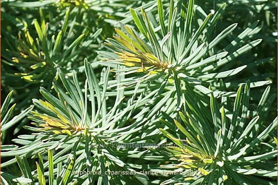 Euphorbia cyparissias 'Clarice Howard'