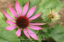 Echinacea purpurea 'Ruby Giant'