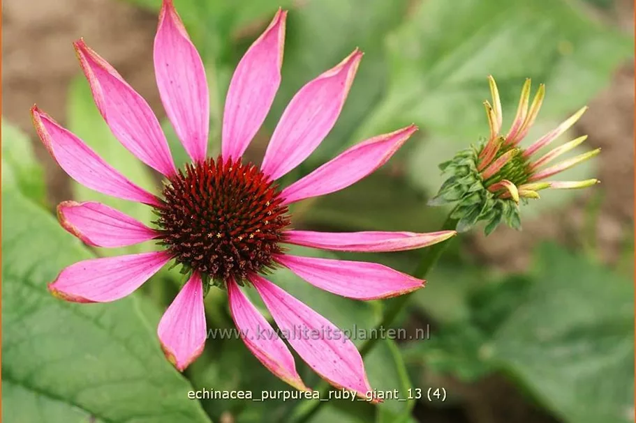 Echinacea purpurea 'Ruby Giant'