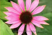 Echinacea purpurea 'Ruby Giant'