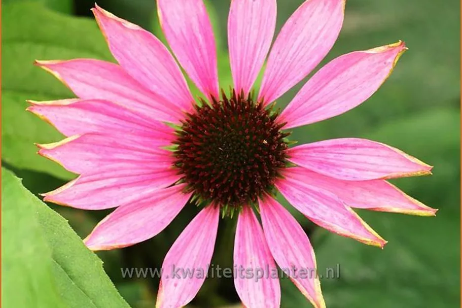 Echinacea purpurea 'Ruby Giant'
