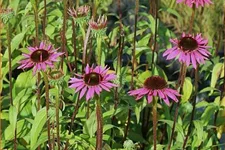 Echinacea purpurea 'Ruby Giant'