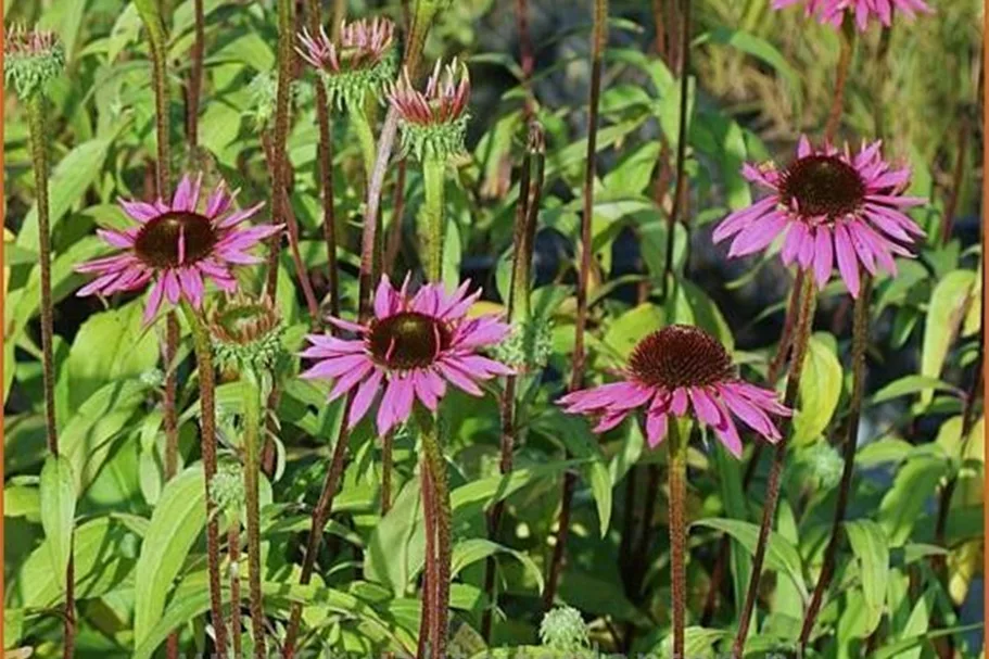Echinacea purpurea 'Ruby Giant'