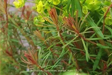 Euphorbia cyparissias 'Orange Man'
