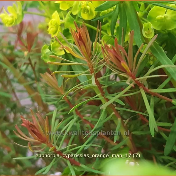 Euphorbia cyparissias 'Orange Man'