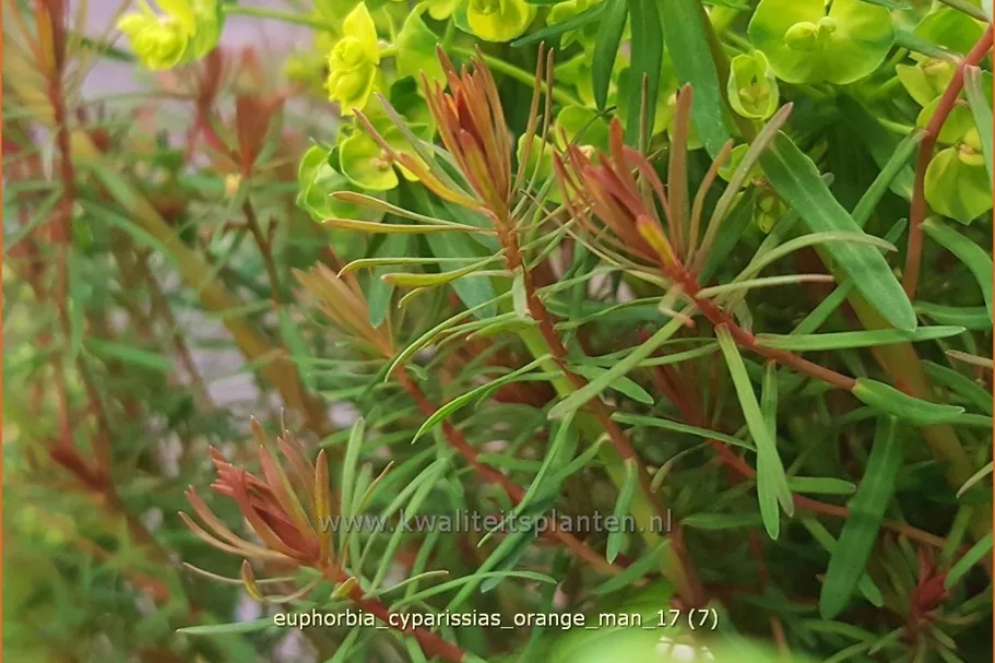 Euphorbia cyparissias 'Orange Man'