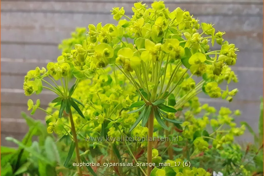 Euphorbia cyparissias 'Orange Man'