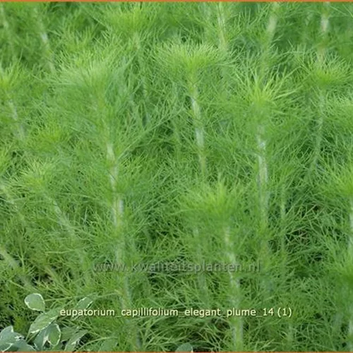 Eupatorium capillifolium 'Elegant Plume'