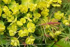Euphorbia cyparissias 'Orange Man'