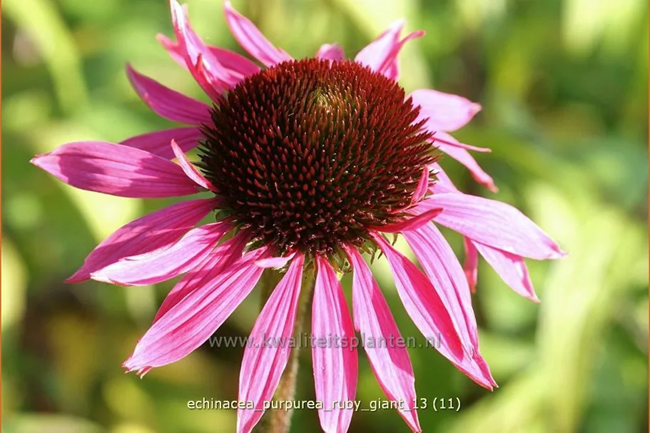 Echinacea purpurea 'Ruby Giant'