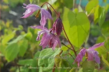 Epimedium x youngianum 'Beni-kujaku'