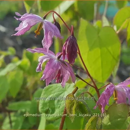 Epimedium x youngianum 'Beni-kujaku'