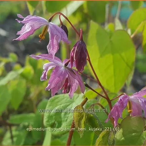 Epimedium x youngianum 'Beni-kujaku'
