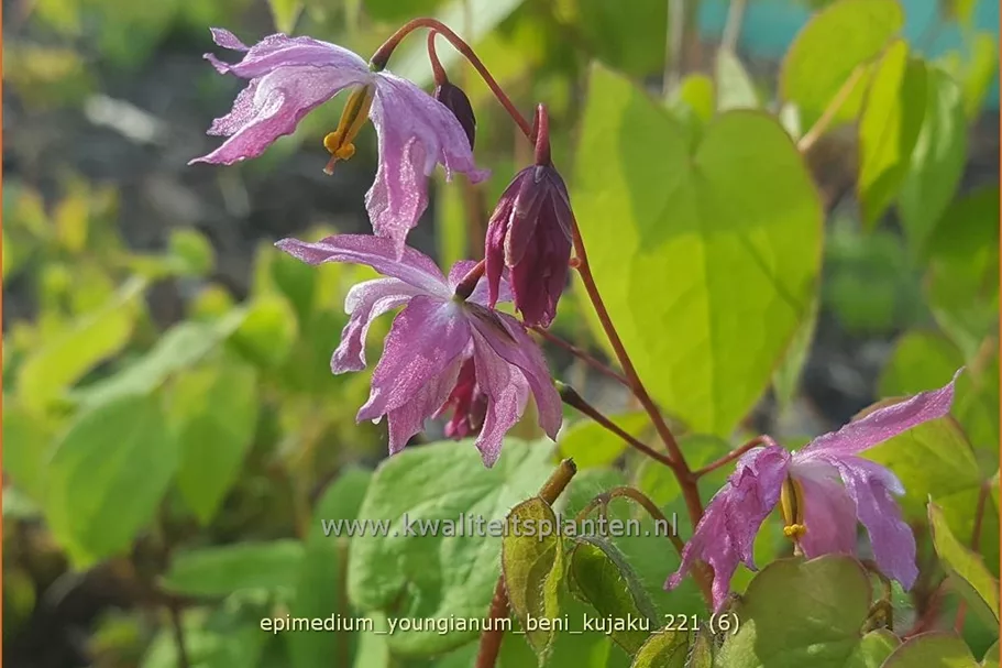Epimedium x youngianum 'Beni-kujaku'