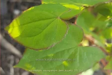 Epimedium x youngianum 'Beni-kujaku'