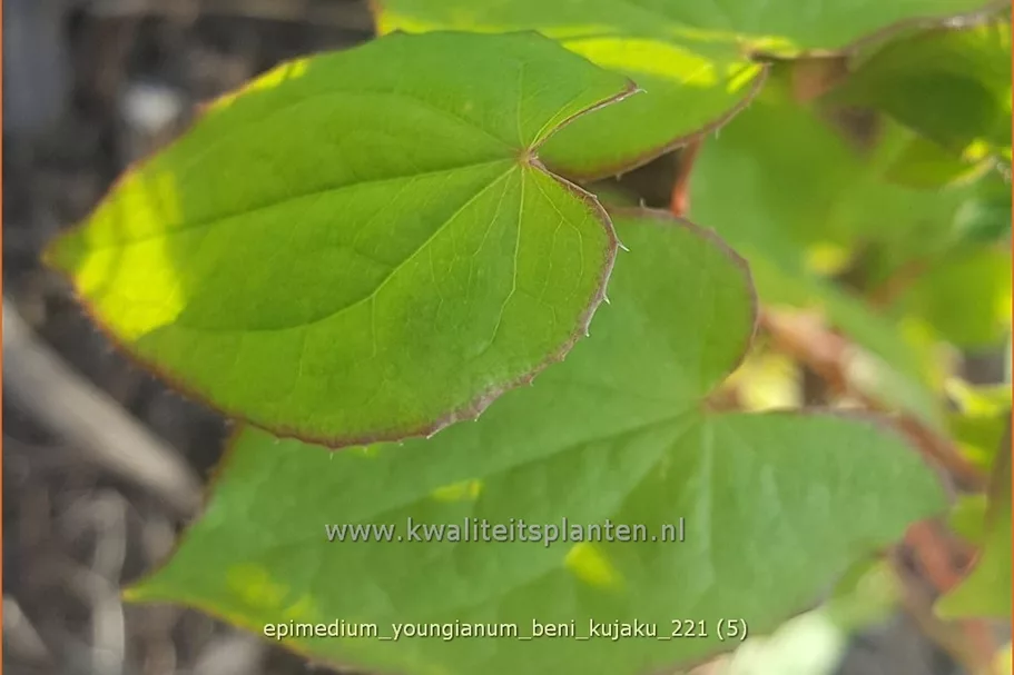 Epimedium x youngianum 'Beni-kujaku'