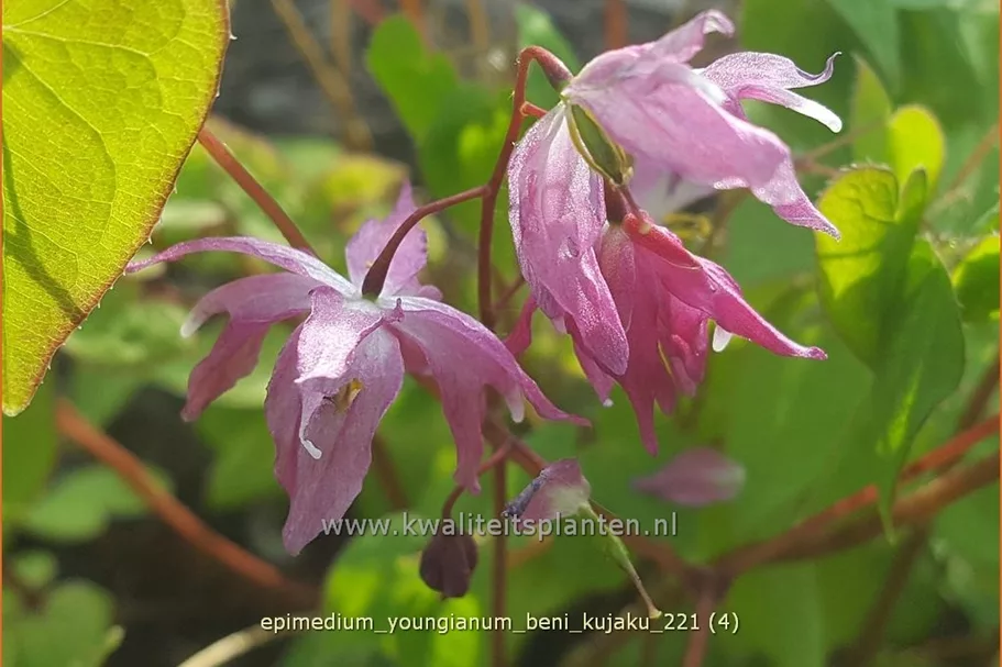 Epimedium x youngianum 'Beni-kujaku'