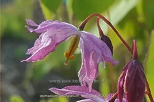Epimedium x youngianum 'Beni-kujaku'