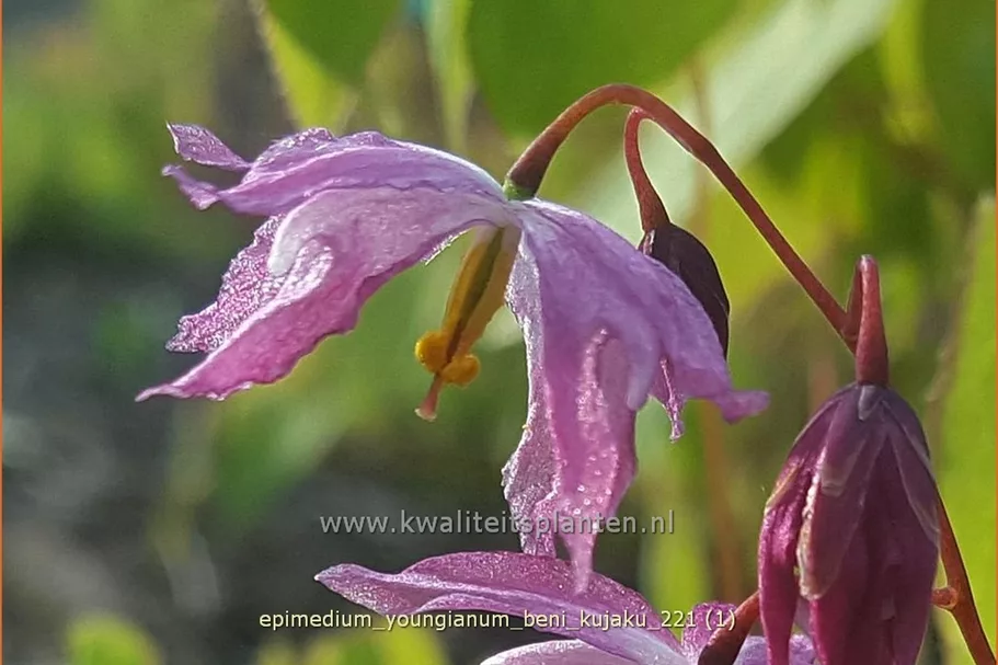 Epimedium x youngianum 'Beni-kujaku'