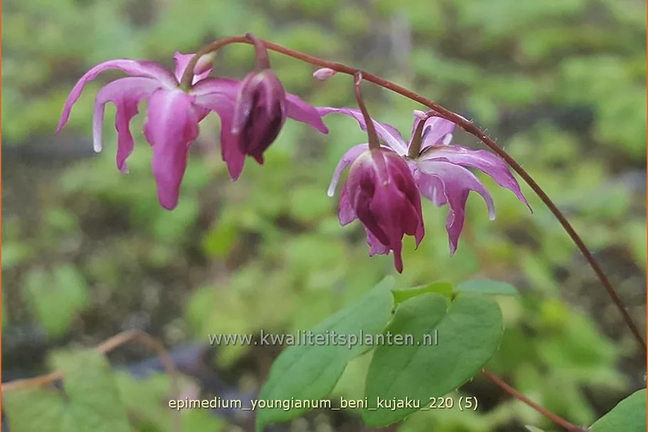 Epimedium x youngianum 'Beni-kujaku'