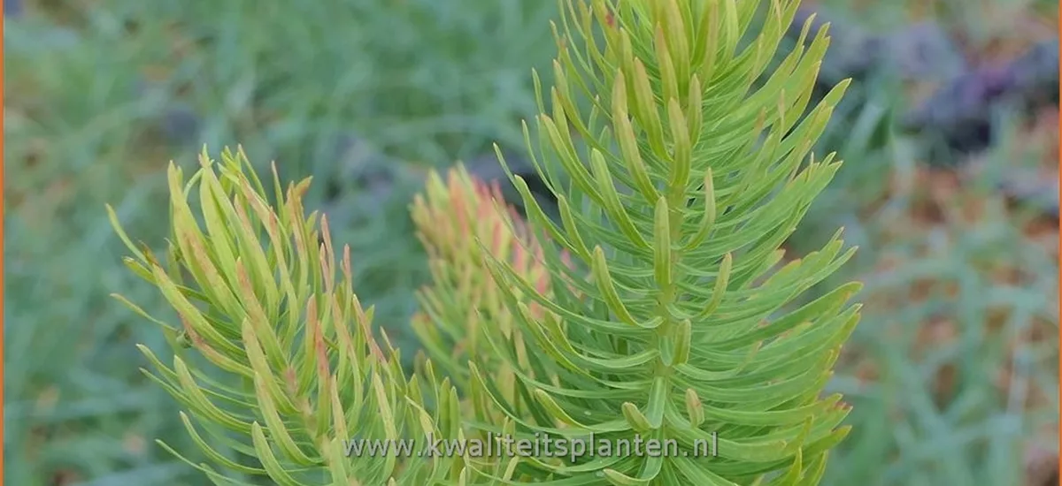 Euphorbia cyparissias 'Tall Boy'