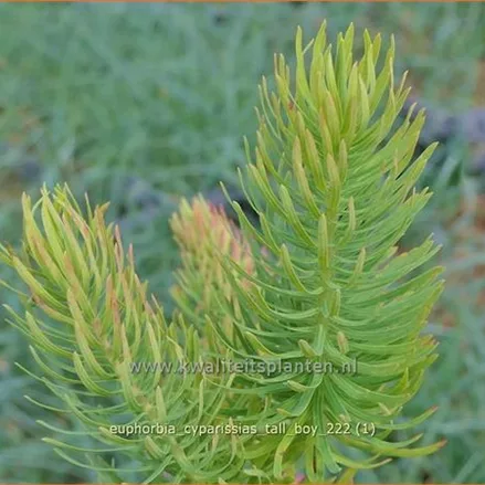 Euphorbia cyparissias 'Tall Boy'