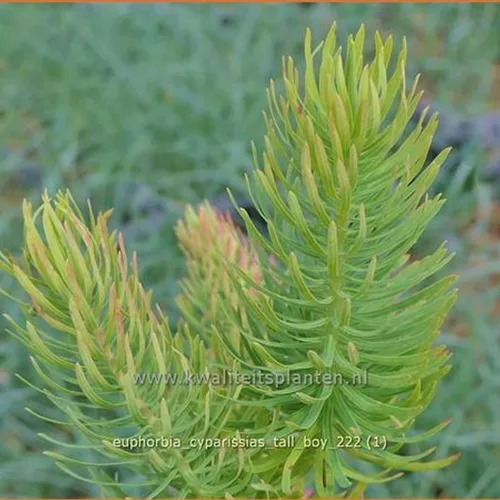 Euphorbia cyparissias 'Tall Boy'