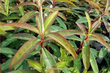 Euphorbia griffithii 'Beauty Orange'