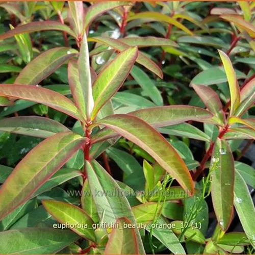 Euphorbia griffithii 'Beauty Orange'
