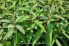 Euphorbia griffithii 'Beauty Orange'