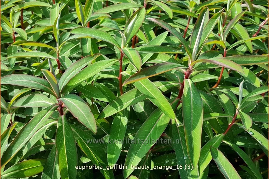 Euphorbia griffithii 'Beauty Orange'