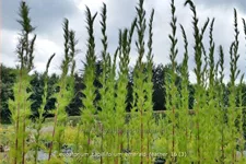 Eupatorium capillifolium 'Emerald Feather'
