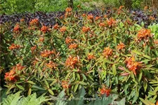 Euphorbia griffithii 'Fireglow'