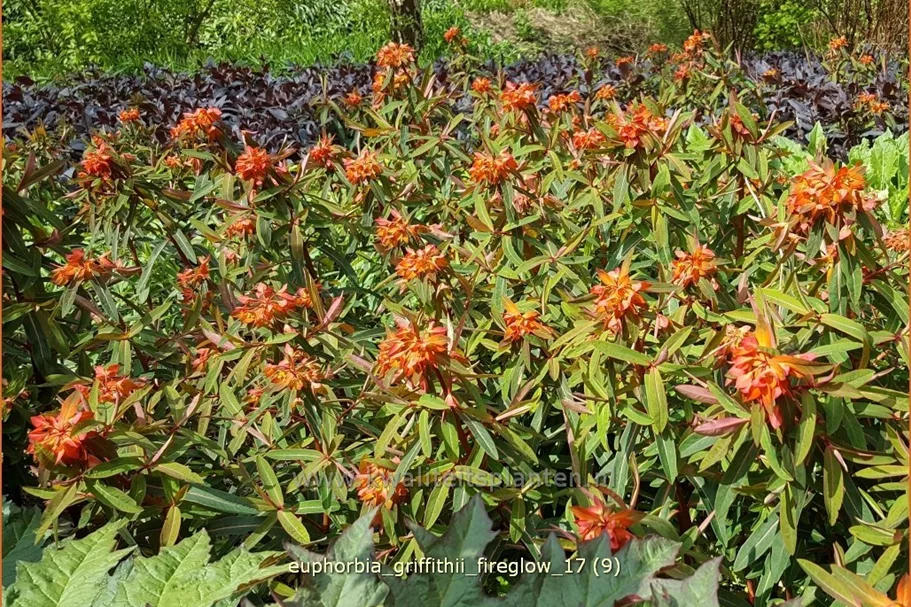 Euphorbia griffithii 'Fireglow'