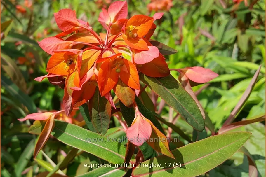 Euphorbia griffithii 'Fireglow'