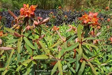 Euphorbia griffithii 'Fireglow'