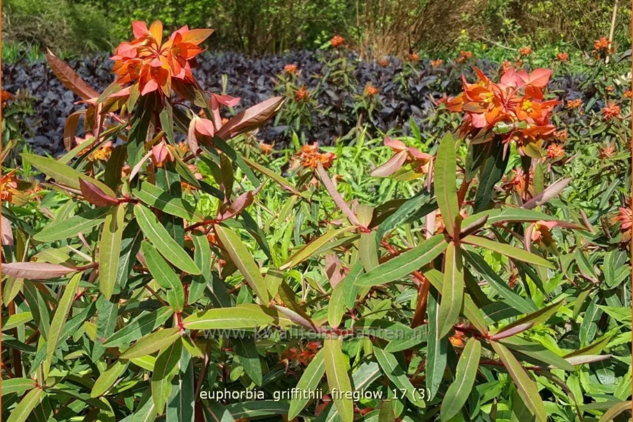Euphorbia griffithii 'Fireglow'