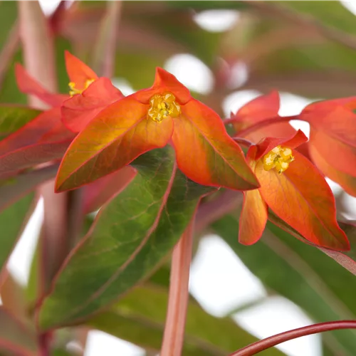 Euphorbia griffithii 'Fireglow'