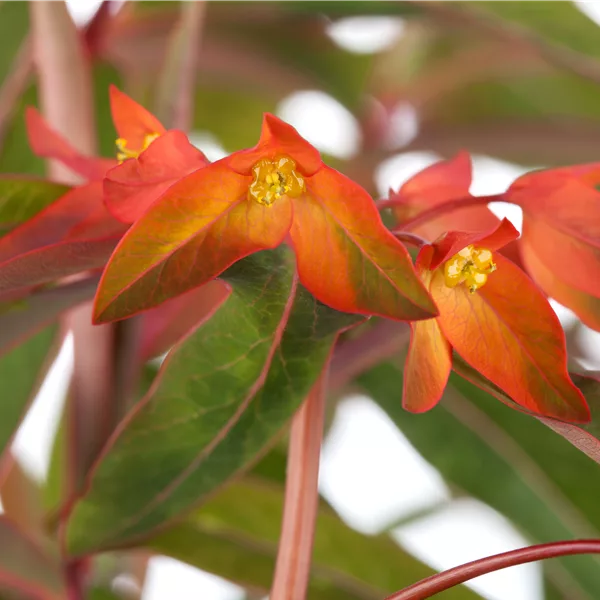 Euphorbia griffithii 'Fireglow'