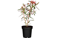 Euphorbia griffithii 'Fireglow'