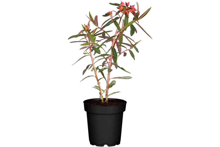 Euphorbia griffithii 'Fireglow'