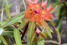 Euphorbia griffithii 'Fireglow'