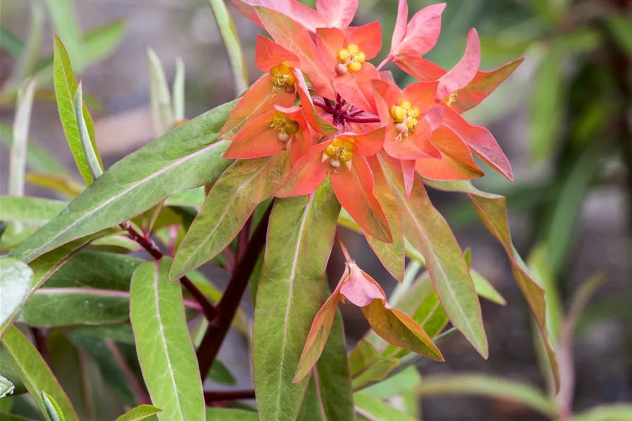Euphorbia griffithii 'Fireglow'