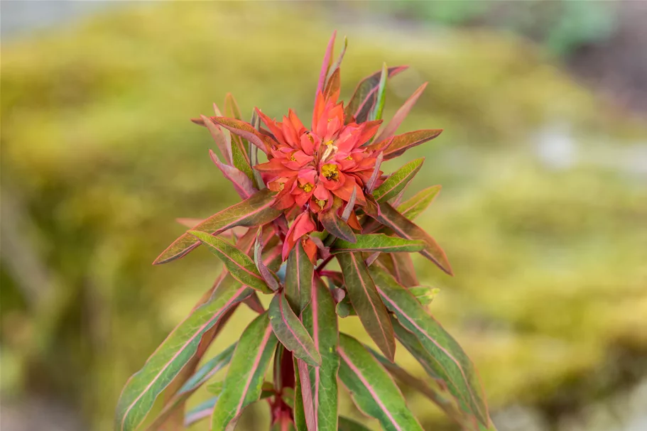 Euphorbia griffithii 'Fireglow'