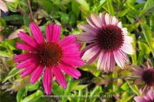 Echinacea purpurea 'Sensation Pink'®