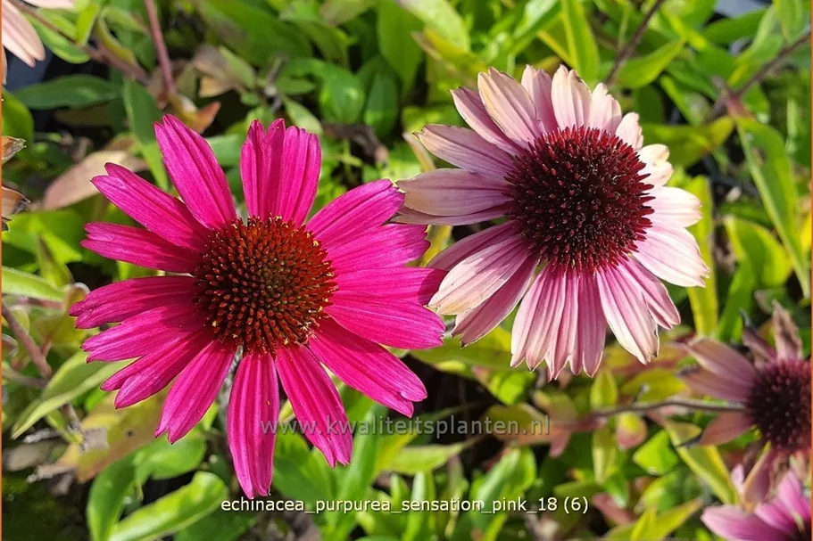 Echinacea purpurea 'Sensation Pink'®